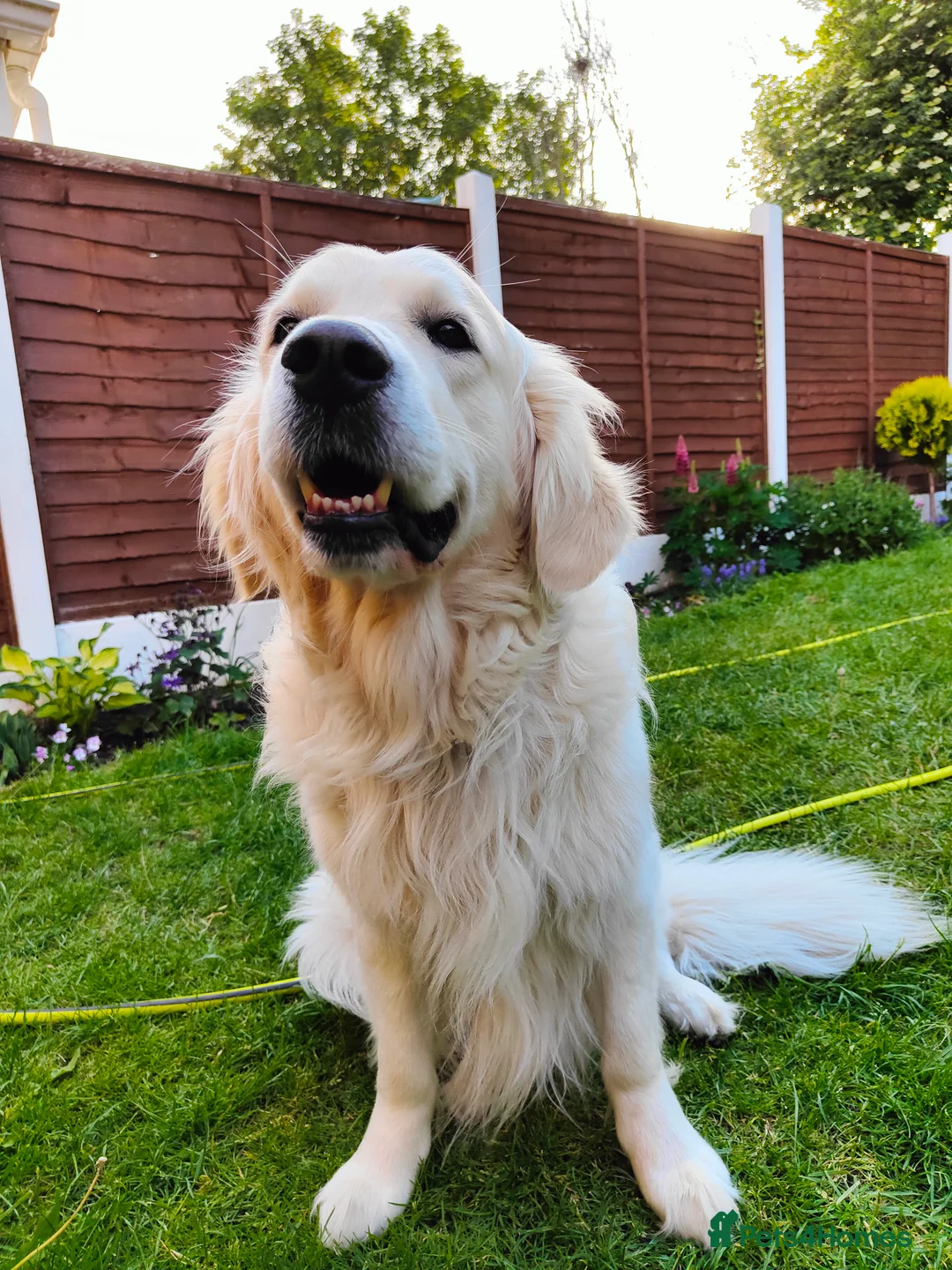 Golden Retriever dogs for stud: Polish Import KC registered Golden Retriever stud in Birmingham - Advert 7