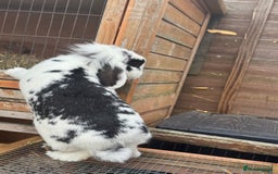 Mini Lion Lop rabbits for sale: Mini lion lop for rehoming - Image 2
