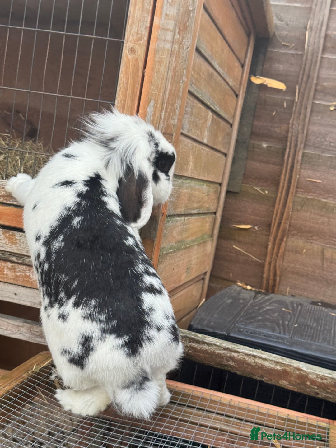 Mini Lion Lop rabbits for sale: Mini lion lop for rehoming - Image 2