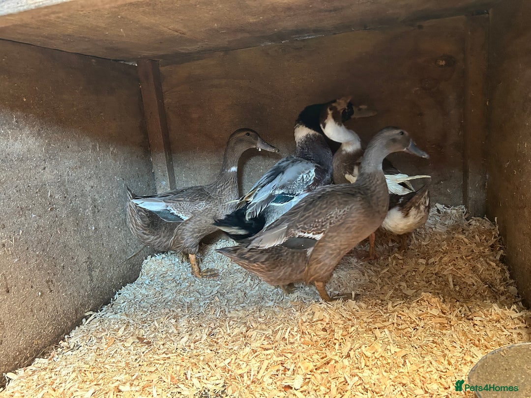 Ducks poultry for sale: Runner ducks - Image 2
