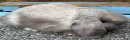 Dwarf Lop rabbits for sale: Dwarf Lop Babies - Advert 2