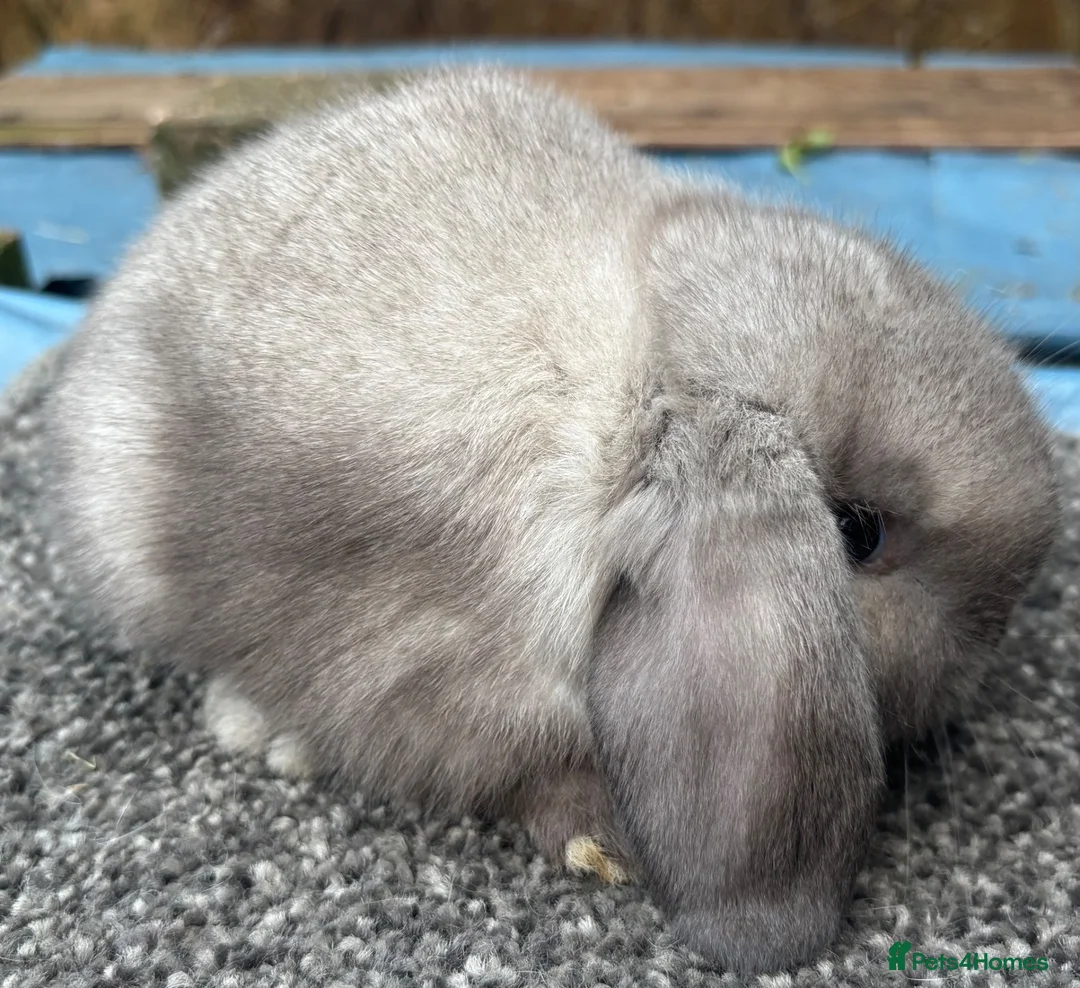 Dwarf Lop rabbits for sale: Dwarf Lop Babies - Advert 2