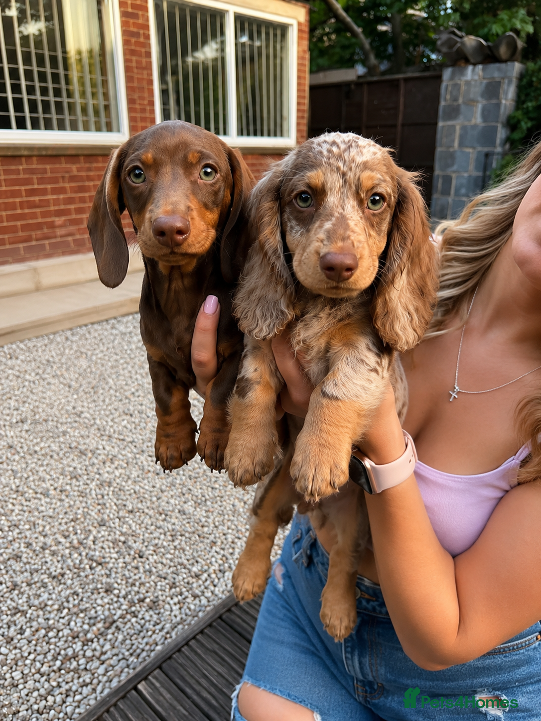 Miniature Dachshund dogs Beautiful KC miniature Dachshund Puppies 🌟 - Advert 1