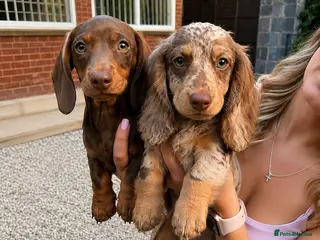 Miniature Dachshund dogs Beautiful KC miniature Dachshund Puppies 🌟 - Advert 13