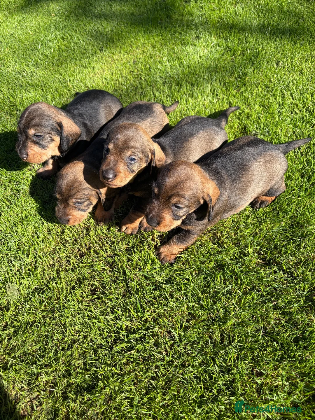 Dachshund dogs for sale: Standard wirehaired Dachsund puppies - Advert 2