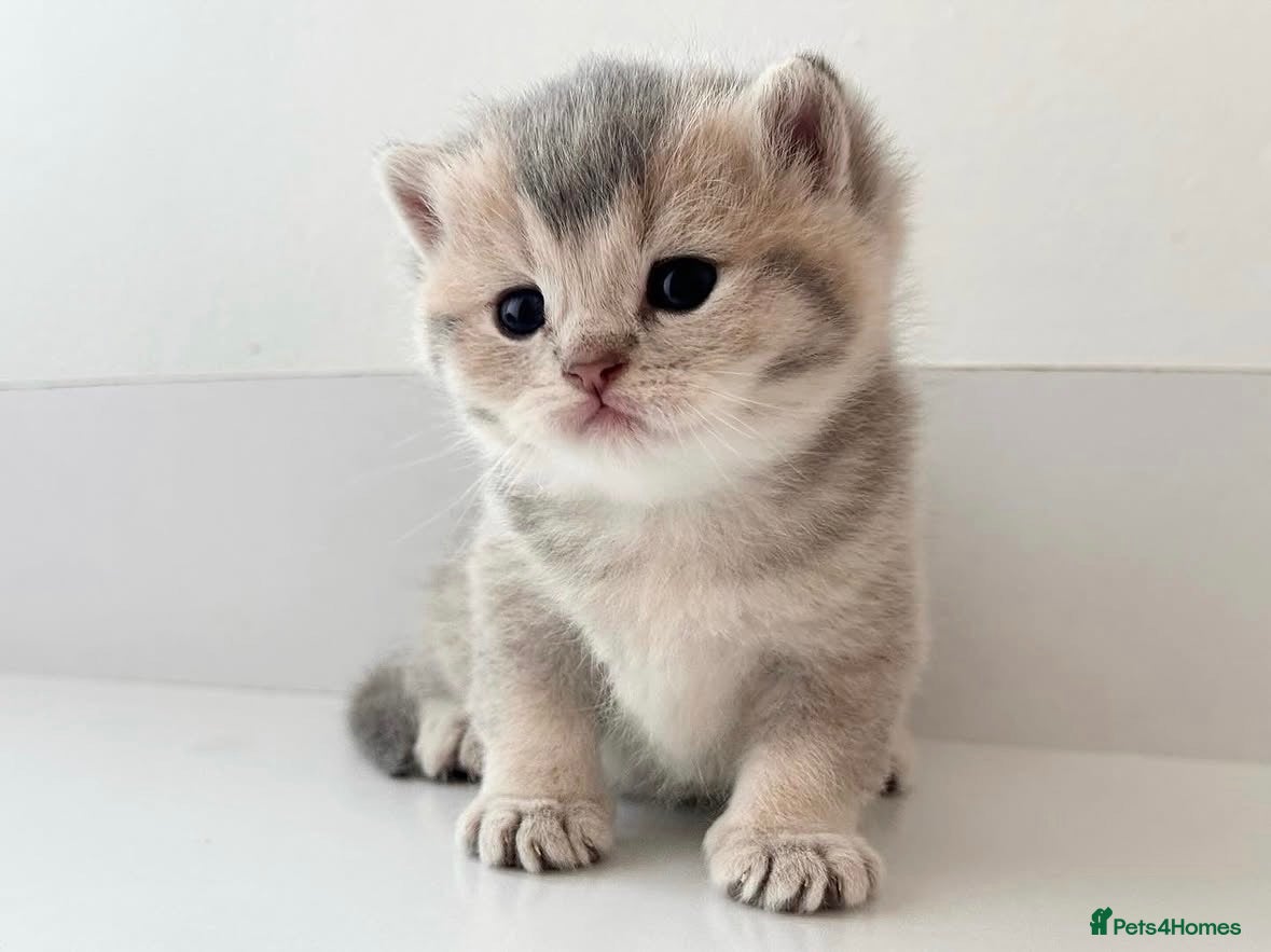 British Shorthair cats Beautiful blue golden shaded British shorthairs - Advert 1