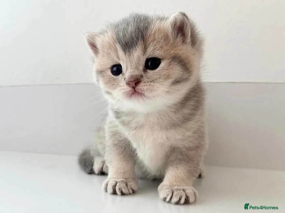 British Shorthair cats for sale: Beautiful blue golden shaded British shorthairs - Advert 1