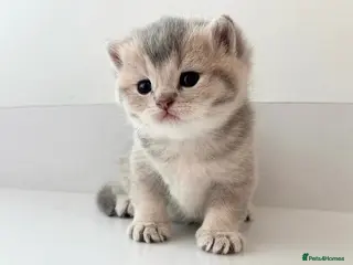 British Shorthair cats Beautiful blue golden shaded British shorthairs - Advert 2