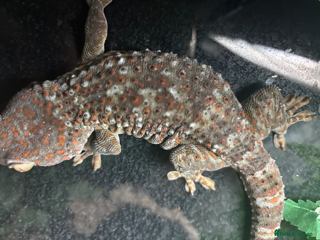 Gecko reptiles for sale: Female tokay gecko in Reading - Advert 9