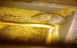 Guinea Pig rodents for sale: Yellow toothed cavies  - Advert 3