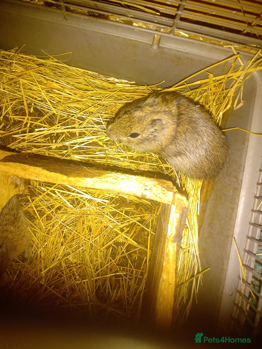 Guinea Pig rodents for sale: Yellow toothed cavies  - Advert 3