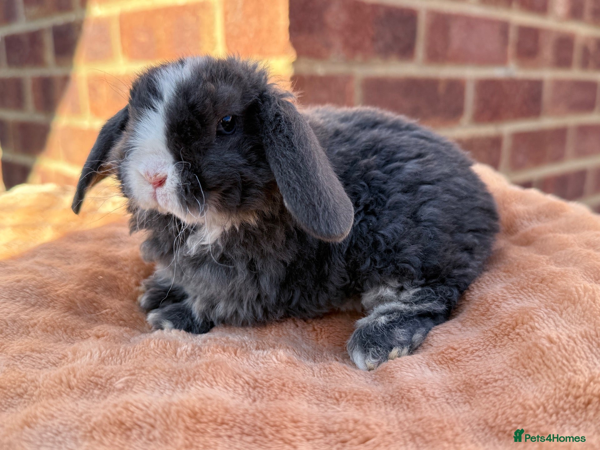 Mini Lop rabbits Last boy to reserve- ready 03/11 - Advert 17