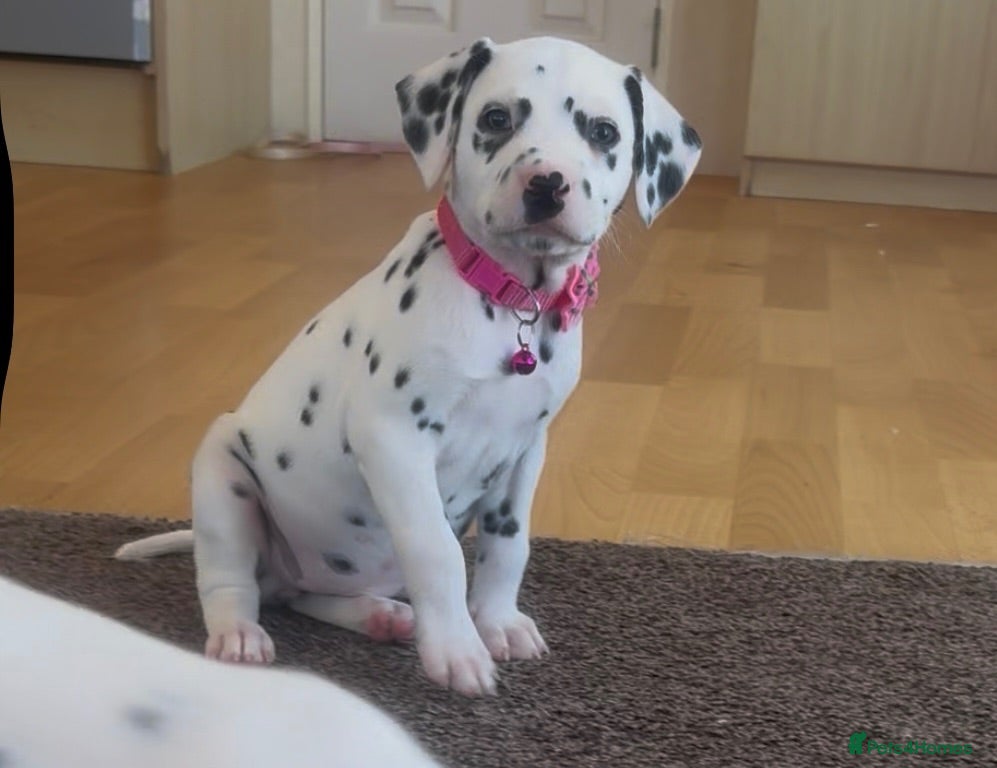 Dalmatian dogs Beautiful Dalmatian puppies ready to reserve  - Advert 2