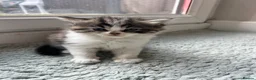 Persian cats for sale: Luxury Doll Faced Persian Kittens  - Advert 6