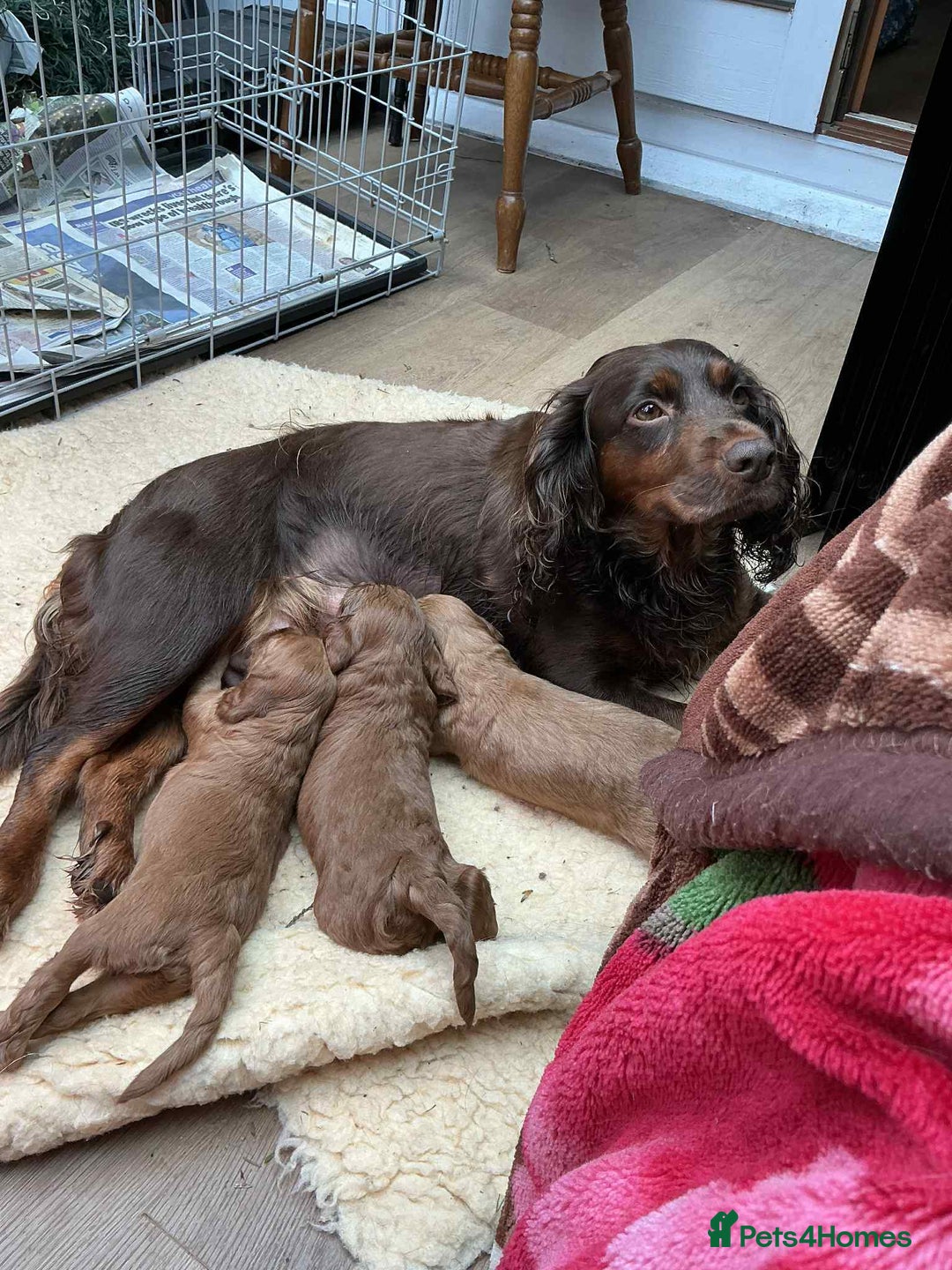 Cockapoo dogs for sale: Cockapoo puppies! - Advert 4