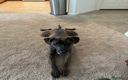 Mixed Breed dogs for sale: 4yo Female Brindle lab mix - Image 4