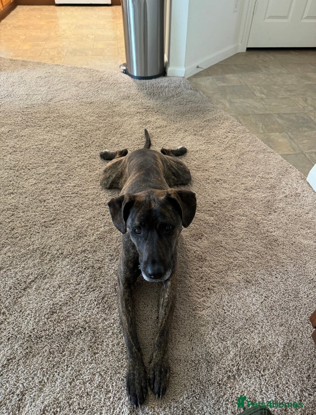 Mixed Breed dogs for sale: 4yo Female Brindle lab mix - Image 4