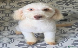 Miniature Poodle dogs for sale: Miniature Poodle  - Image 5