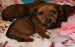 Mixed Breed dogs for sale: Dachshund cross jack russel pups - Image 7