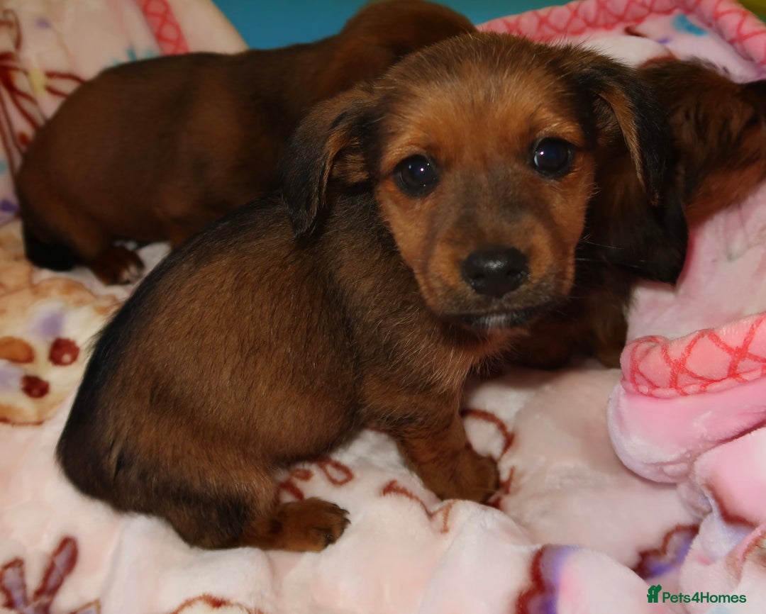 Mixed Breed dogs for sale: Dachshund cross jack russel pups - Image 7