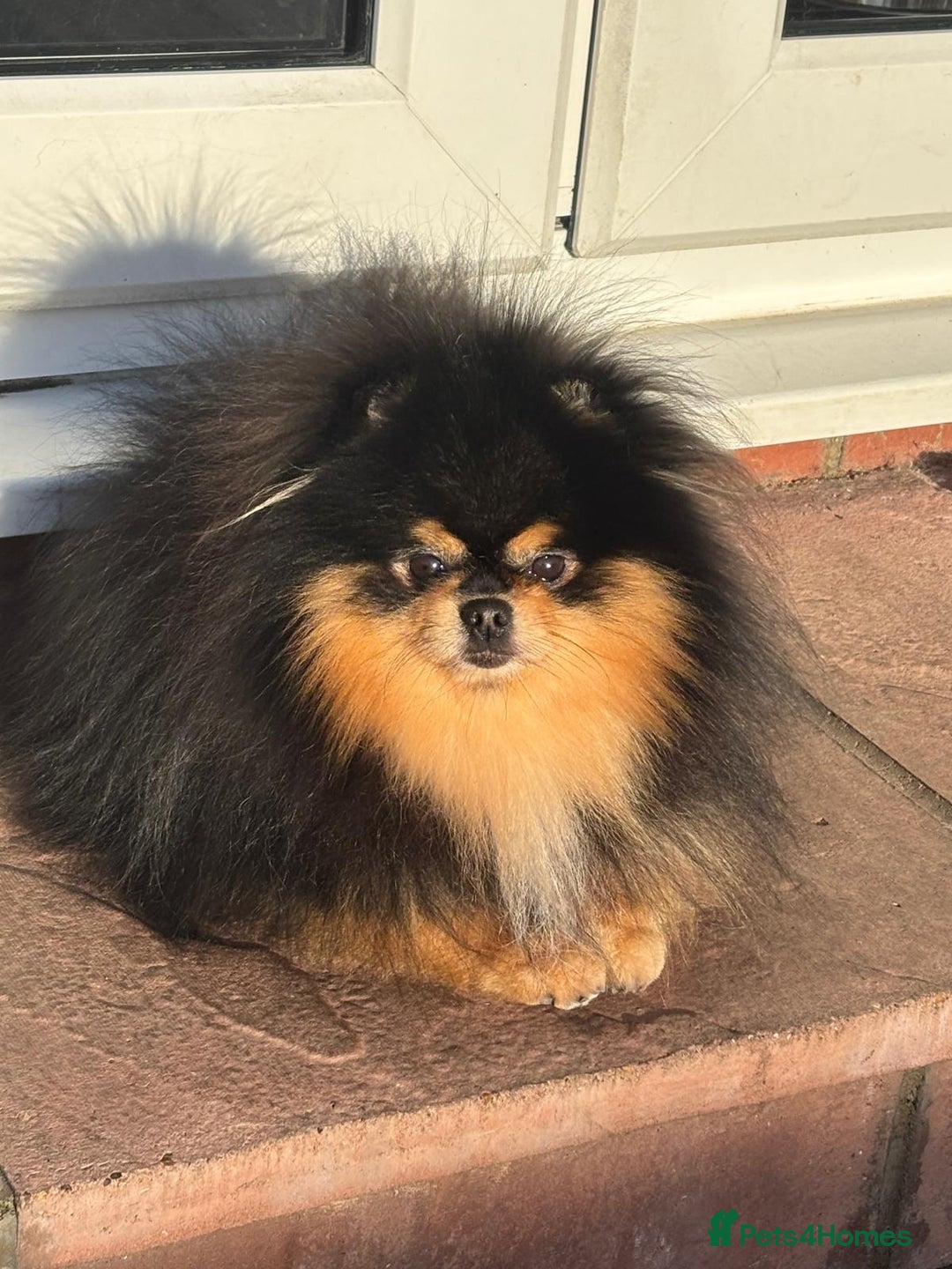 Pomeranian dogs for stud: Stunning Black and Tan Boy available as STUD - Advert 1