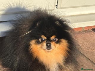 Pomeranian dogs Stunning Black and Tan Boy available as STUD - Advert 14