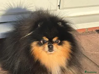 Pomeranian dogs Stunning Black and Tan Boy available as STUD - Advert 5