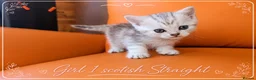 Scottish Fold cats for sale: Scotish Fold Kittens - Advert 9
