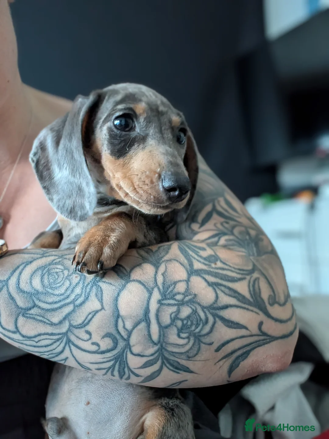 Dachshund dogs for sale: Our baby boy needing a new home  in Brighton - Advert 8