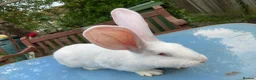 French Lop rabbits for sale: French Lop Bunnies in London - Advert 20
