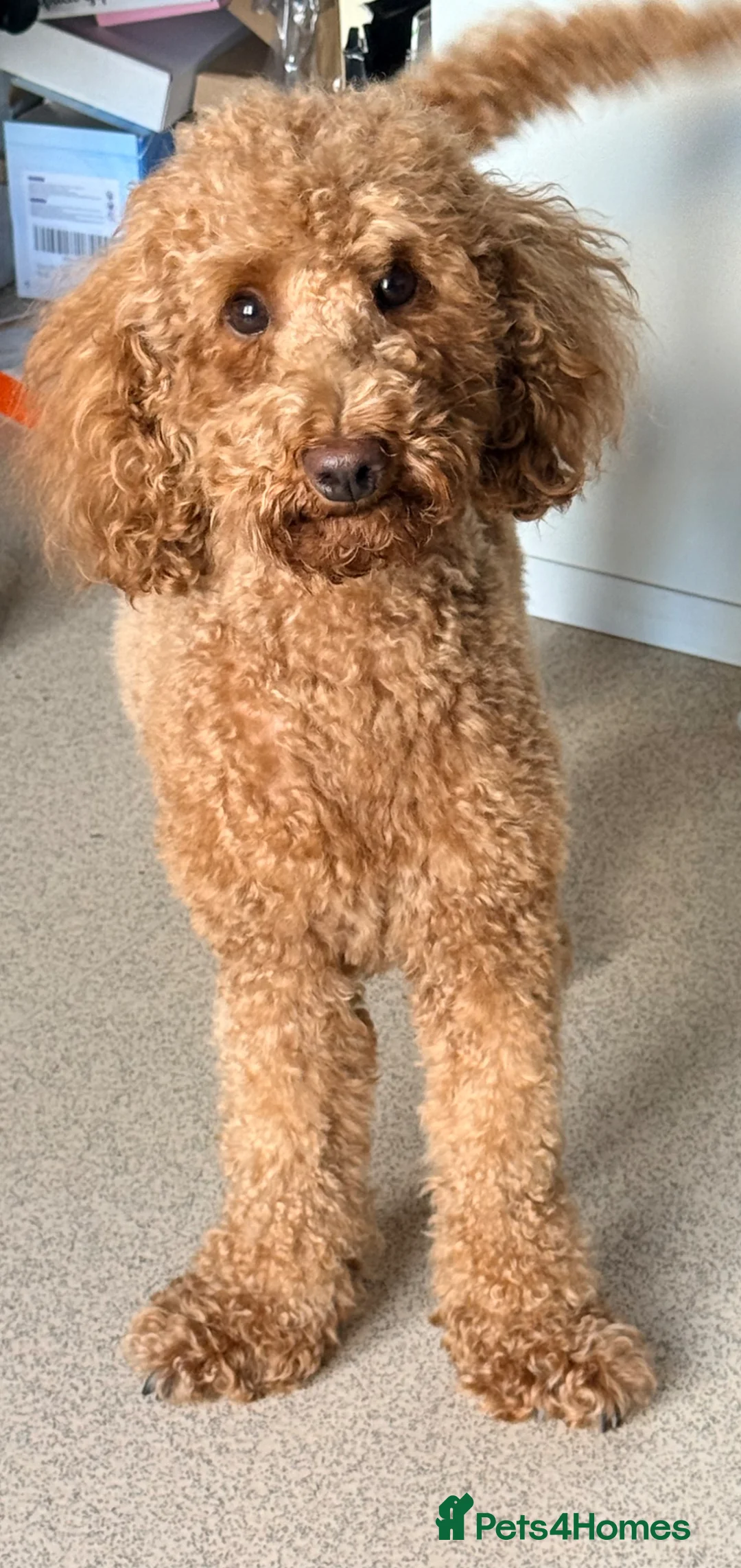 Cockapoo dogs for sale: 2 year old cockapoo in Warwick - Advert 1
