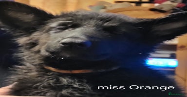 German Shepherd dogs - Advert 13