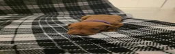 Hungarian Vizsla dogs for sale: Hungarian Vizsla Puppies Looking forForever Homes! - Advert 4