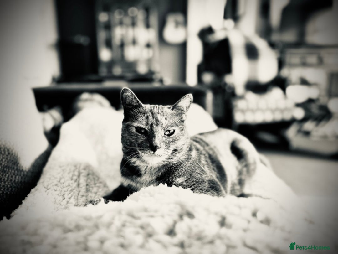 Mixed Breed cats for sale: Beautiful Layla needs a new family - Advert 13