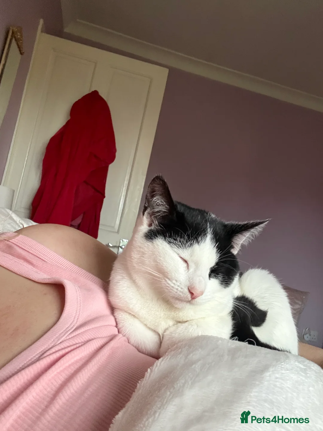 Mixed Breed cats for sale: Beautiful kitten for sale - Advert 2