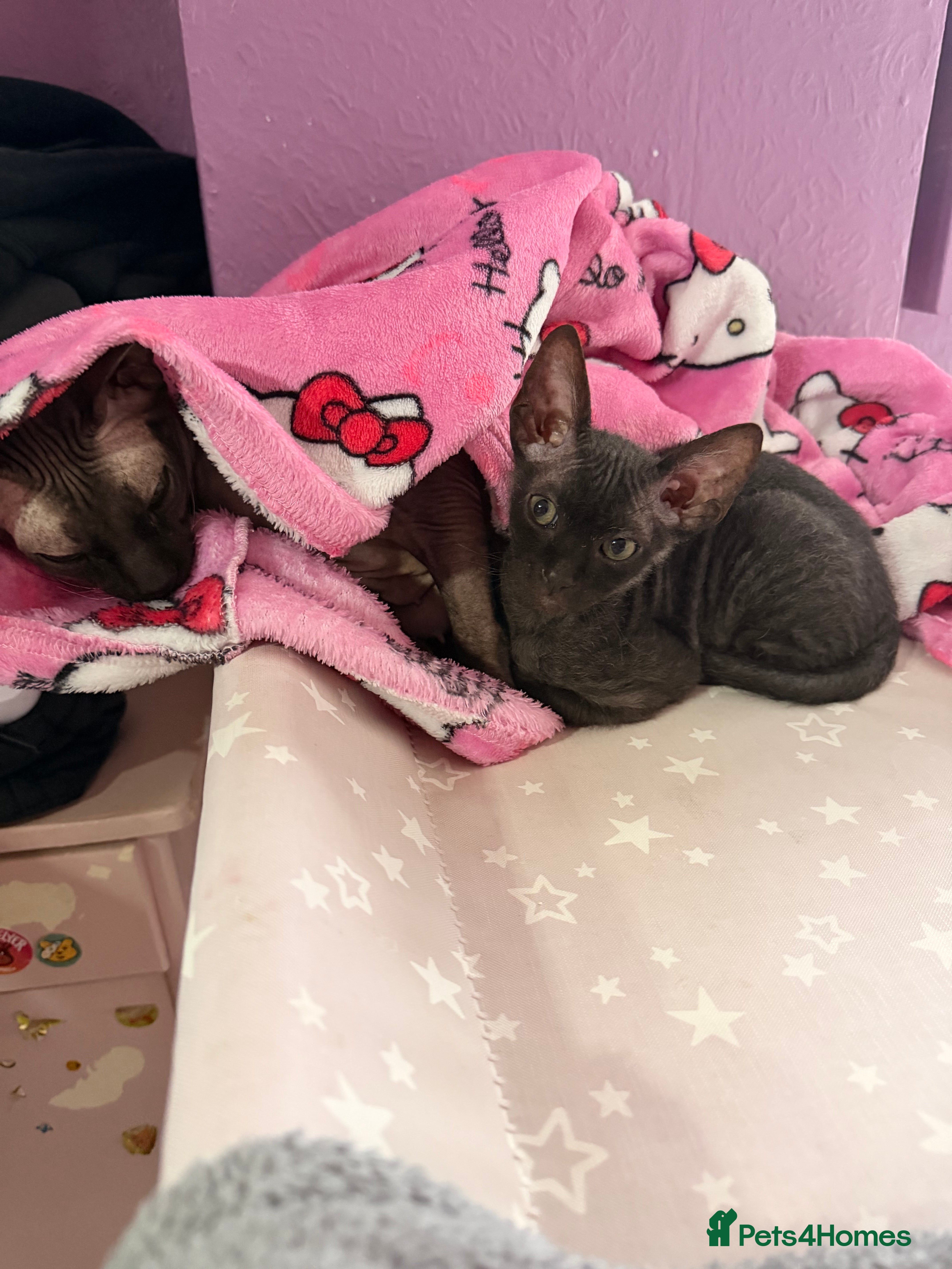 Sphynx cats 1 beautiful Sphynx boy left 🐾🖤 - Advert 4