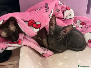 Sphynx cats 1 beautiful Sphynx boy left 🐾🖤 - Advert 4