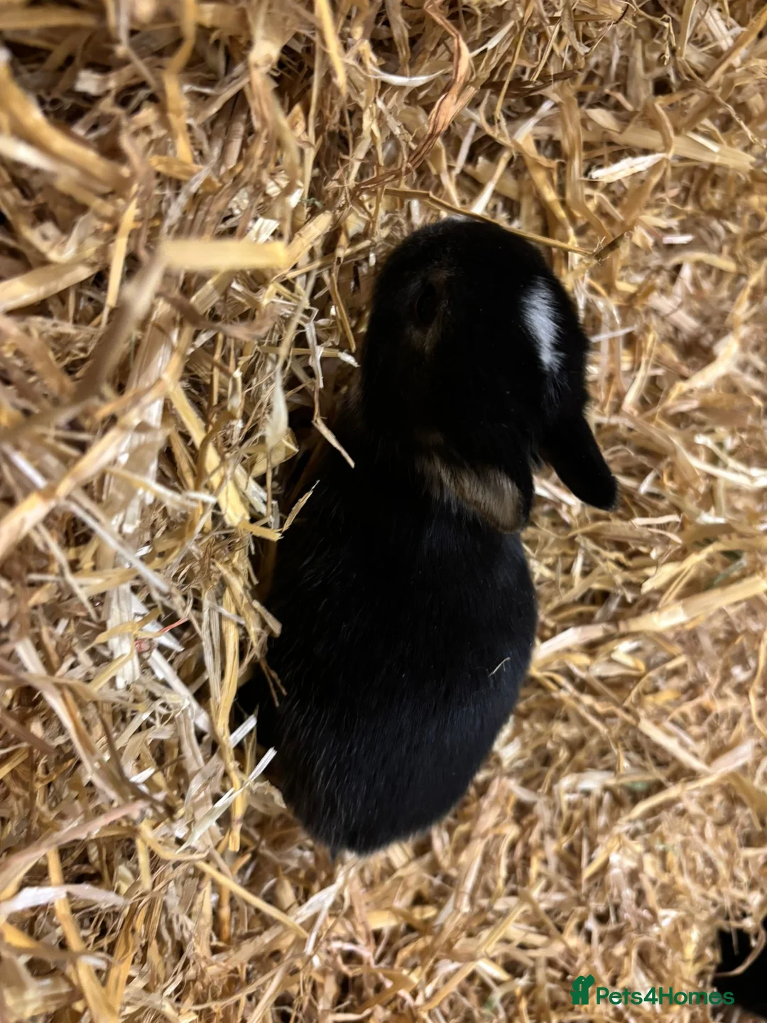 Netherland Dwarf rabbits for sale: Pure Netherland Dwarf bunnies  - Advert 5