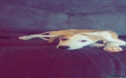 Mixed Breed dogs for sale: Saluki greyhound  - Image 2