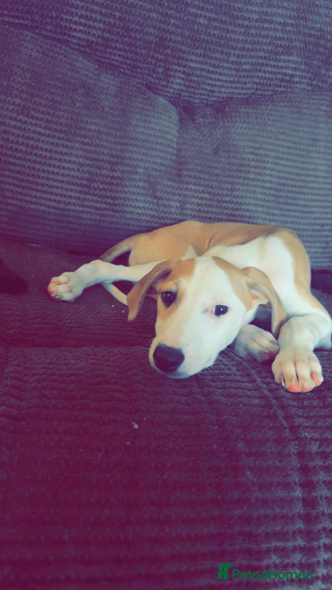 Mixed Breed dogs for sale: Saluki greyhound  - Image 2