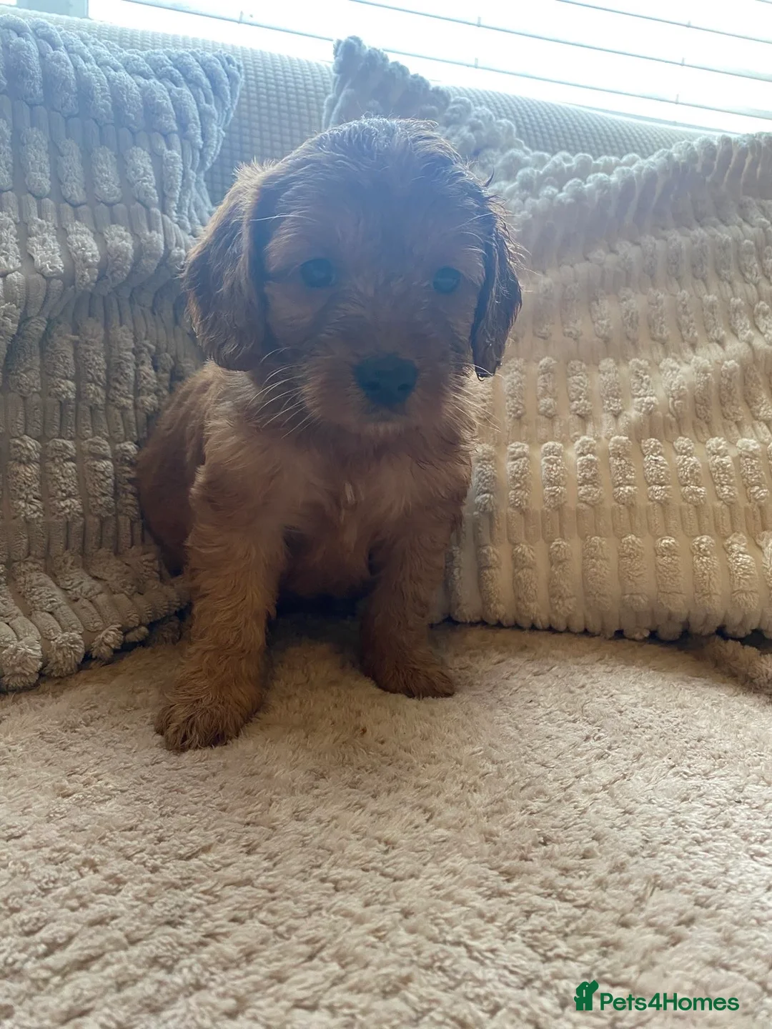 Cockapoo dogs for sale: F1B cockapoo due end of April  - Advert 5
