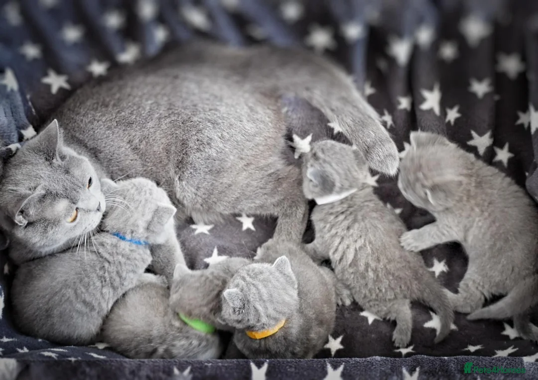 British Shorthair cats for sale: Ready in December British short-hair kittens - Advert 12