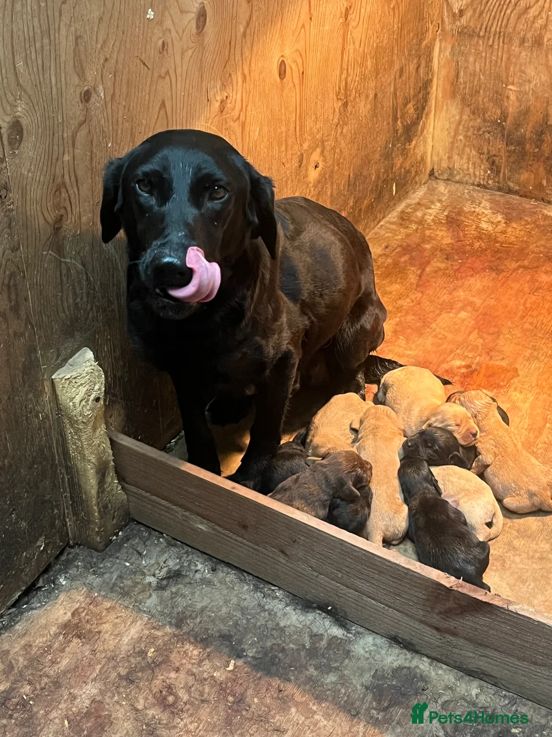 Labrador Retriever dogs for sale: KC working Labradors  - Advert 1