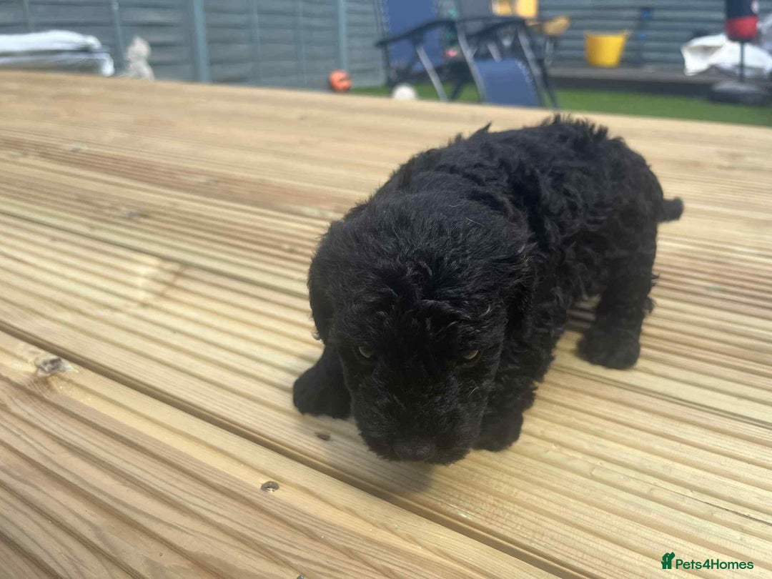 Mixed Breed dogs for sale: Stunning jackapoo x cocapoo puppies - Image 6