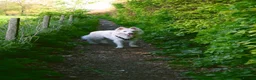 White Swiss Shepherd dogs for sale: KC registerd Well-Trained White Swiss Shepherd - Advert 11