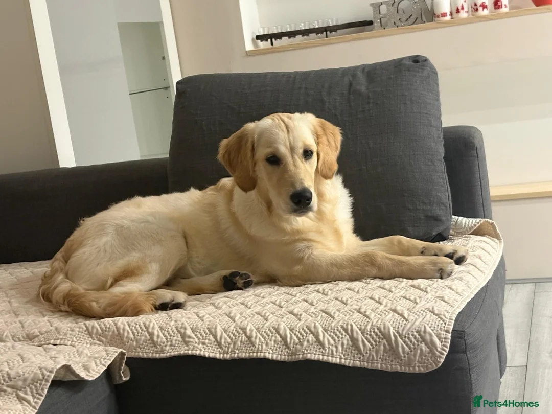 Golden Retriever dogs for sale: KC reg 7 months old Golden Retriever girl - Advert 3