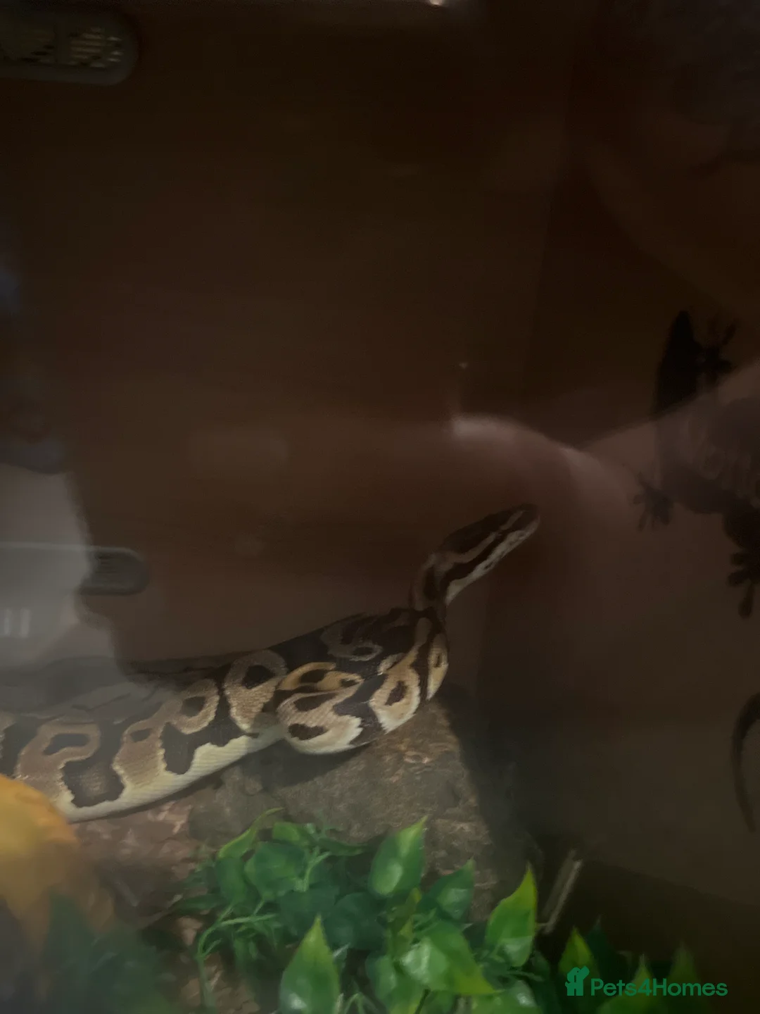 Python Snake reptiles for sale: Royal python  in Kings Langley - Advert 2