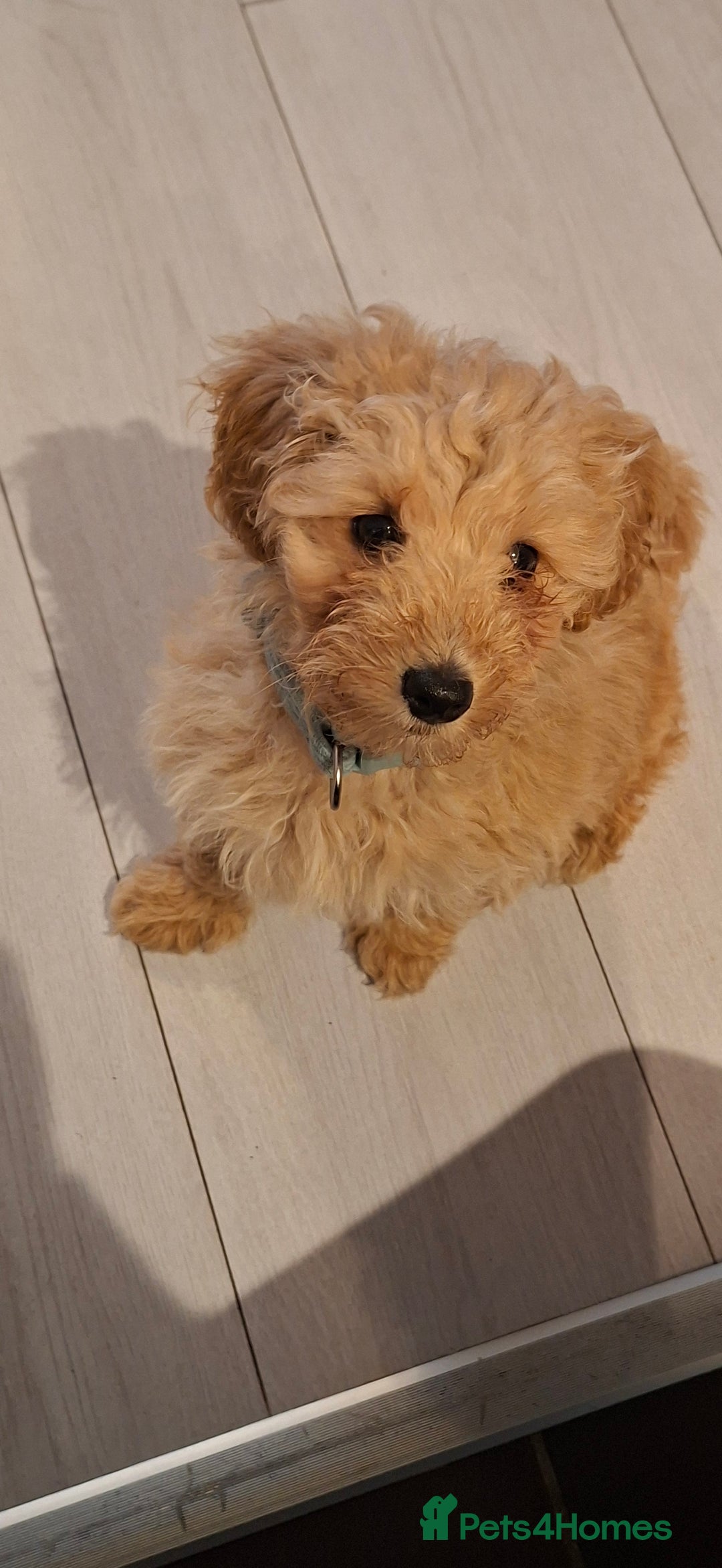 Cavapoo dogs for sale: Young male cavapoo puppy looking for home  - Advert 4