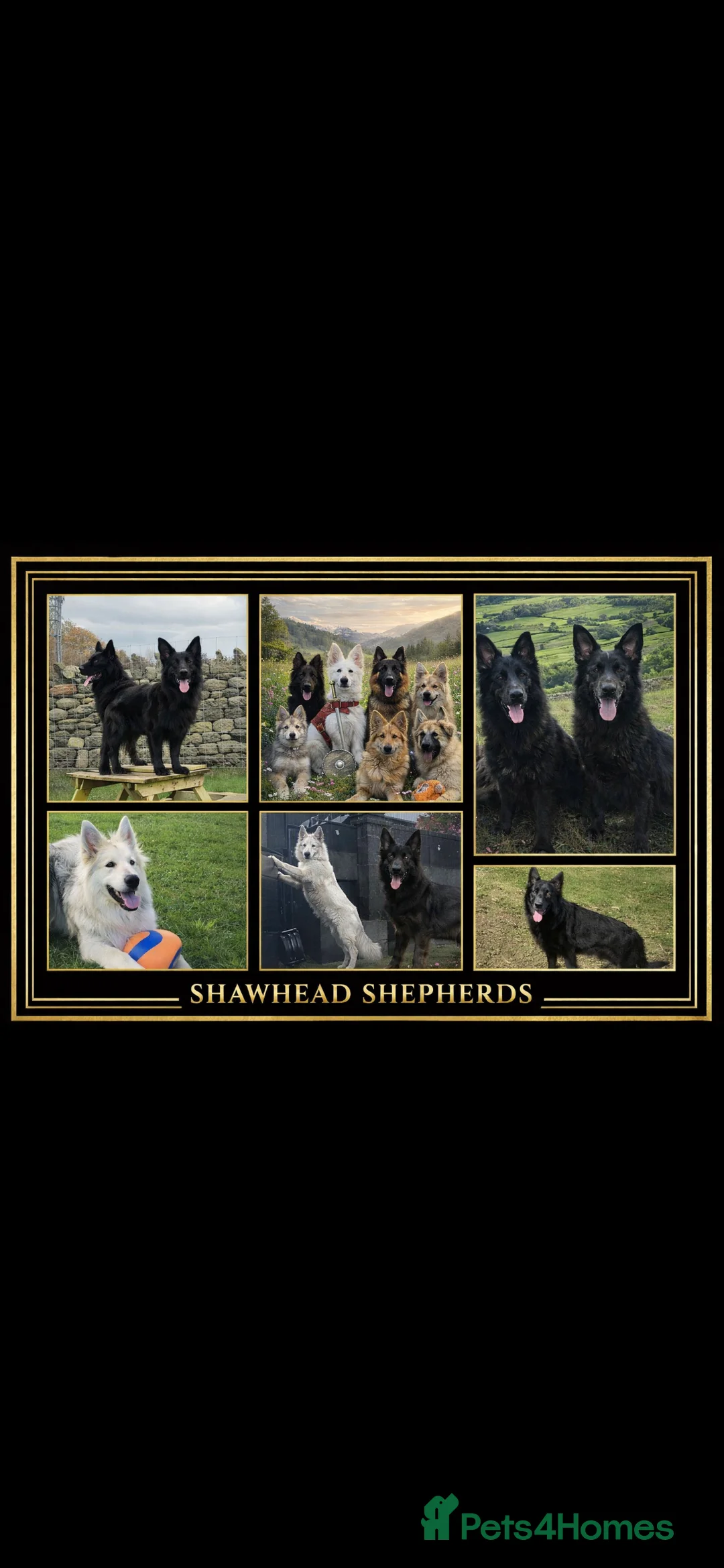 German Shepherd dogs for sale: Shawhead Shepherds  - Advert 2