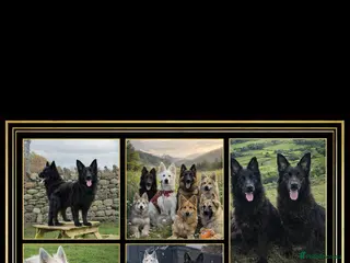 German Shepherd dogs Shawhead Shepherds - Advert 16